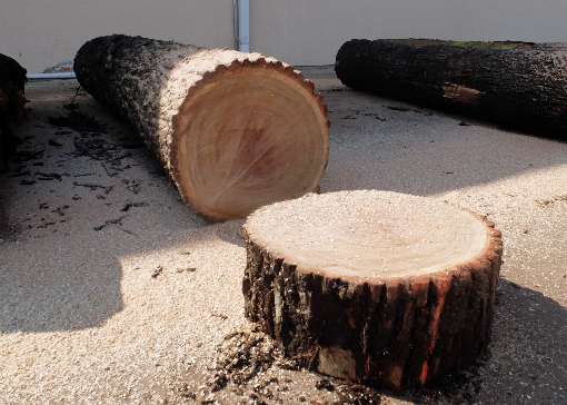 Perfect veneer trees. Photos: Furnir Otok